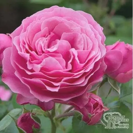 Buy Rose 'Mum in a Million' (Standard, 90-120cm stem) online from Jacksons Nurseries