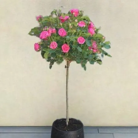 Buy Rose 'Mum in a Million' (Standard, 90-120cm stem) online from Jacksons Nurseries