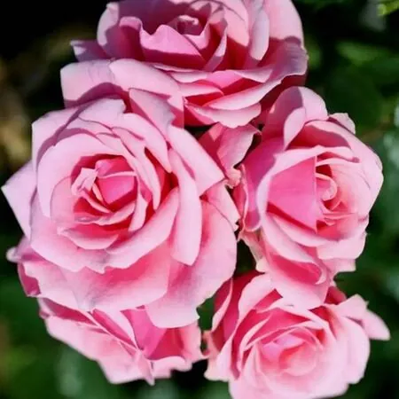 Buy Rosa 'Pretty Polly' (Patio Rose) online from Jacksons Nurseries