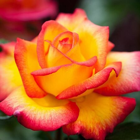 Rose Sheila's Perfume