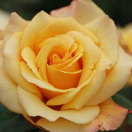 Buy Rose 'Sunny Sky' (Hybrid Tea Rose) online from Jacksons Nurseries