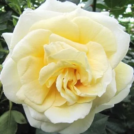Rose 'Creme de la Creme'
