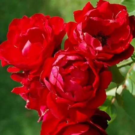 Buy Rose 'Lili Marlene' (Floribunda) online from Jacksons Nurseries
