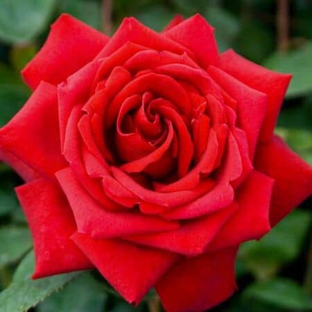 Buy Rose 'Loving Memory' (Hybrid Tea) online from Jacksons Nurseries