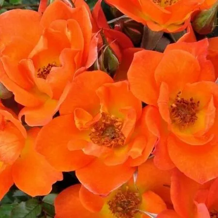 Rose 'Warm Welcome' 2