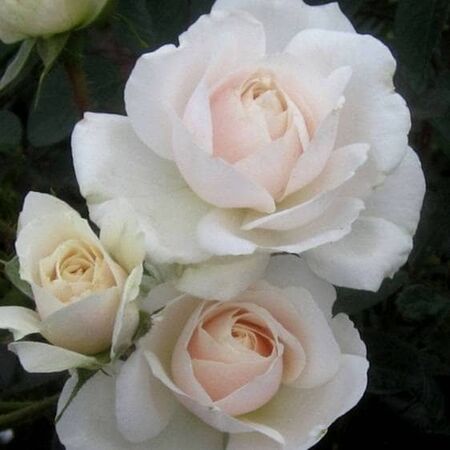 Buy Rose 'White Cloud'' (Climbing) online from Jacksons Nurseries