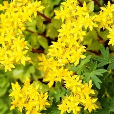 Sedum acre Aureum 7