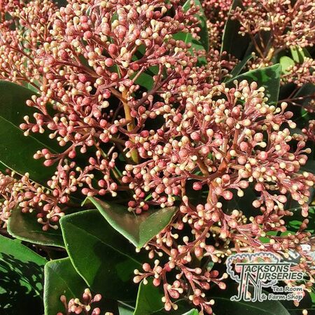 Buy Skimmia japonica Rumbo (Japanese Skimmia (Male) online from Jacksons Nurseries.
