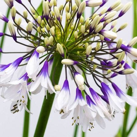 Agapanthus Fireworks