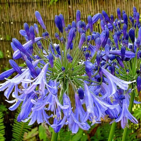 Agapanthus Jacks Blue