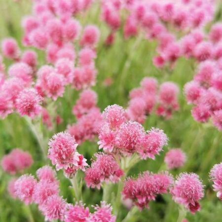 Antennaria