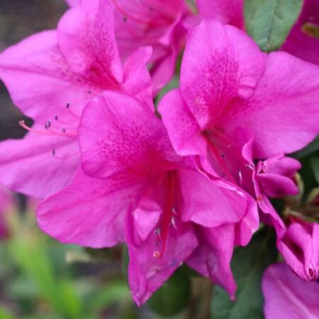 Azalea Bloom-a-thon Purple