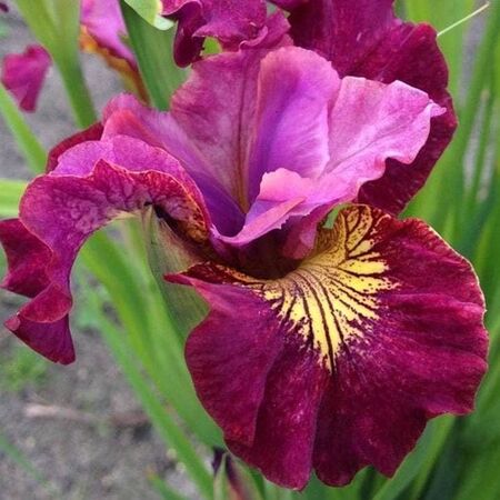 Iris Miss Apple