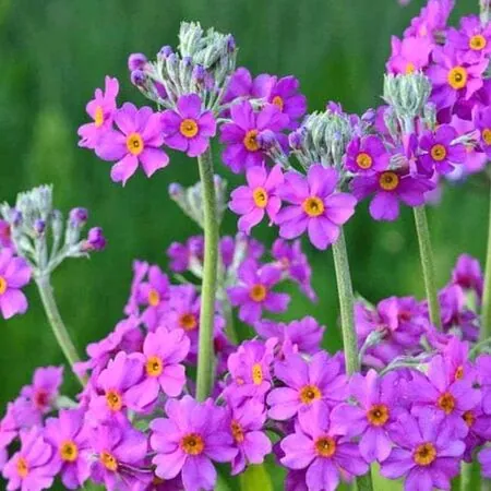 Primula beesiana 1
