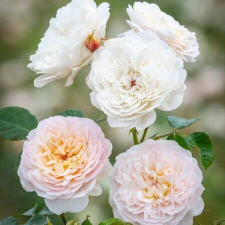 Rose Emily Bronte