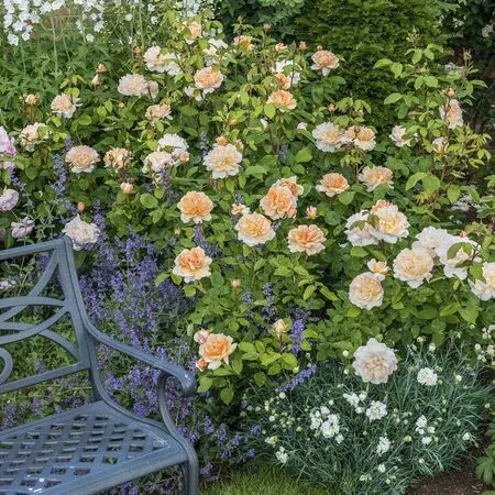 Rose The Lady Gardener