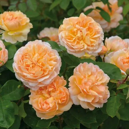 Rose The Lady Gardener