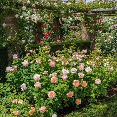Rose The Lady Gardener