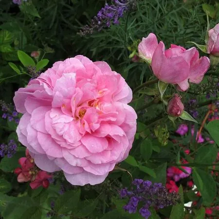 Rose The Mayflower
