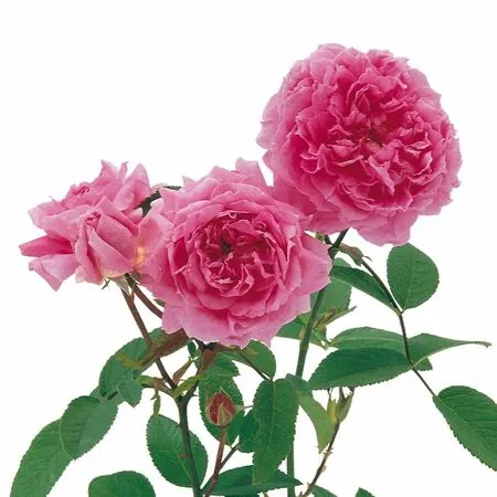 Rose The Mayflower