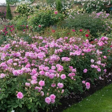 Rose The Mayflower