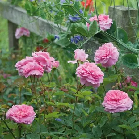 Rose The Mayflower
