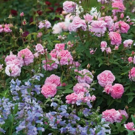 Rose The Mayflower