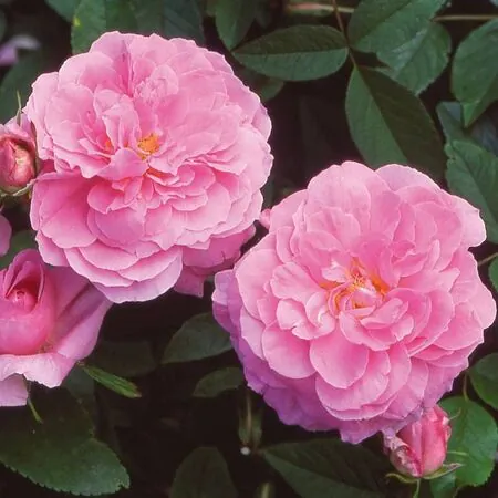Rose The Mayflower