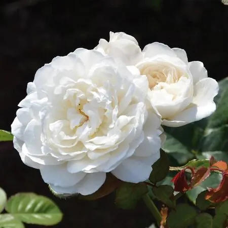 Rose William and Catherine