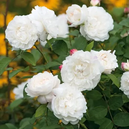 Rose William and Catherine