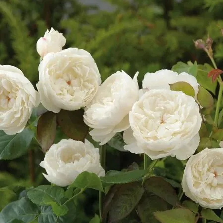 Rose William and Catherine