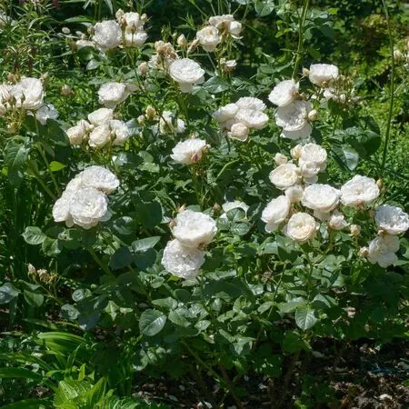 Rose William and Catherine