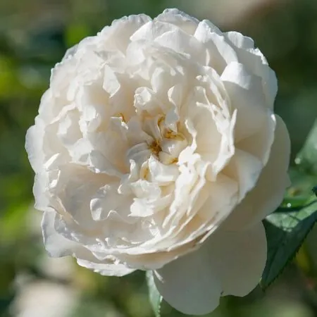 Rose William and Catherine