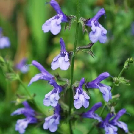 Salvia African Skies
