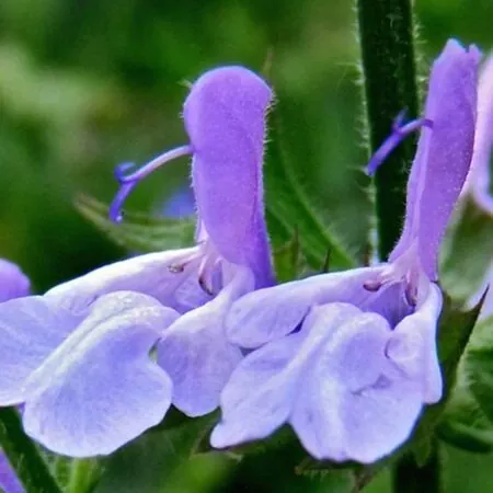 Salvia African Skies