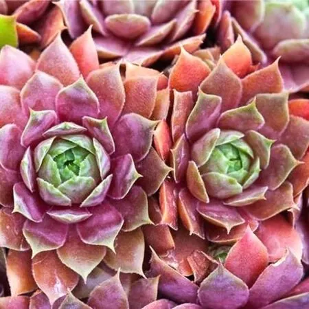 Sempervivum Hybrids