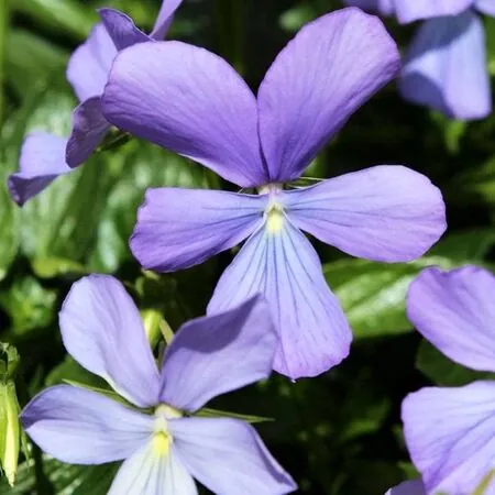 Viola Belmont Blue