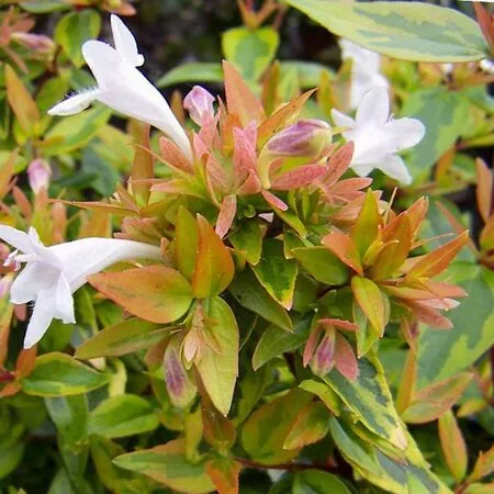 Abelia x grandiflora 'Kaleidoscope'