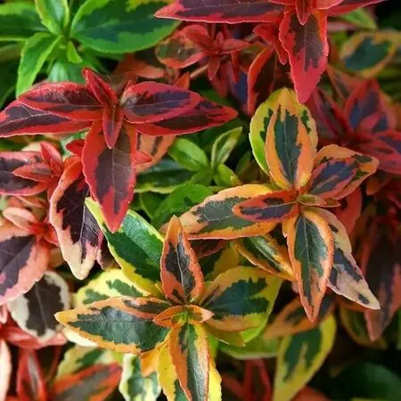 Abelia grandiflora Kaleidoscope 2