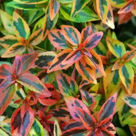 Abelia grandiflora Kaleidoscope 3