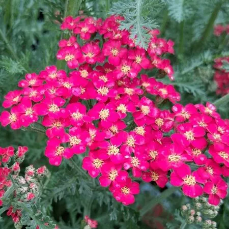 Achillea Summer Wine
