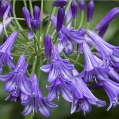 Agapanthus Purple Cloud