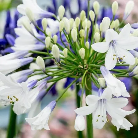 Agapanthus Twister