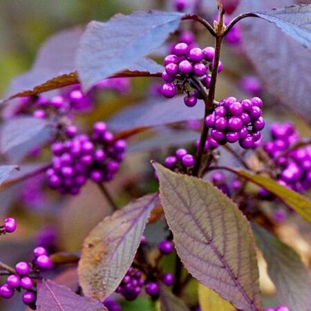 Callicarpa Profusion