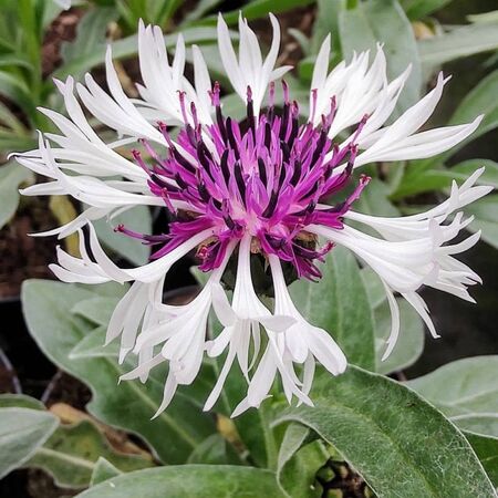 Centaurea Purple Heart