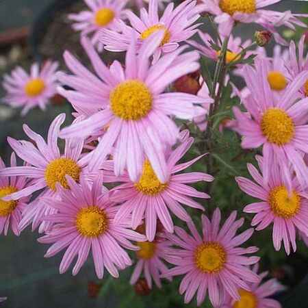 Chrysanthemum 'Clara Curtis'