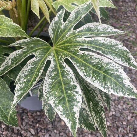 Fatsia Spiders Web