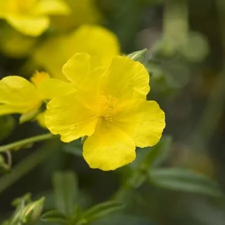 Helianthemum Golden Queen