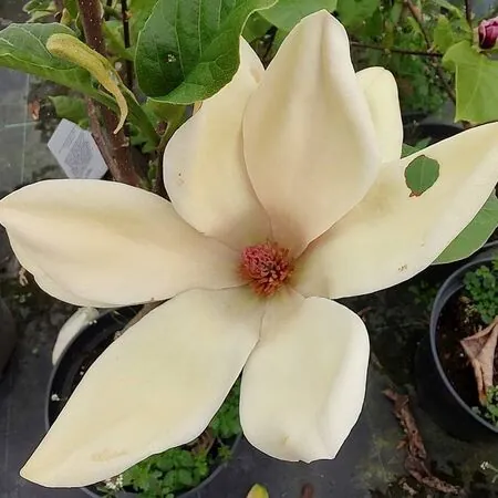Magnolia Sunsation 2