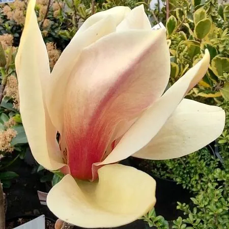 Magnolia Sunsation